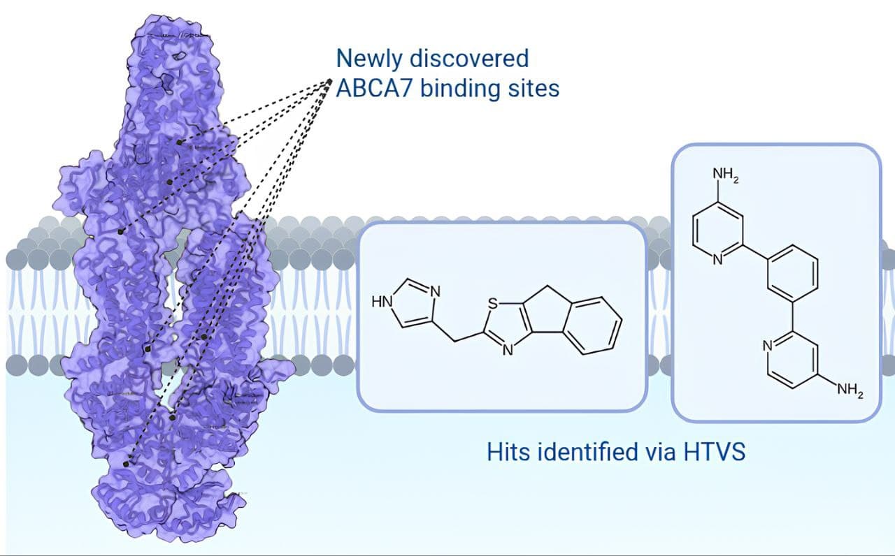 Discovery of a Druggable Ligand-Binding Site in Phospholipid-Transporting ATPase ABCA7